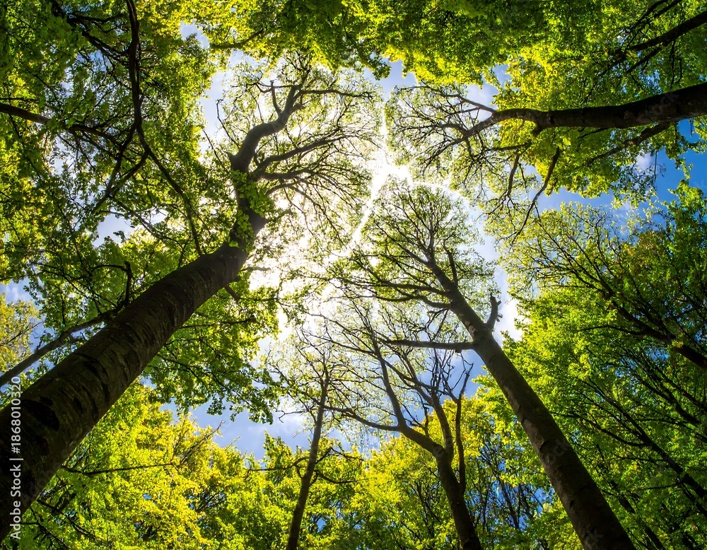 Fototapeta premium Looking up at tall tree canopies against a bright blue sky