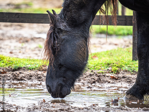 Ein intensives Porträt des schwarzen Pferdes vor einem Hintergrund aus glühend orangefarbenem Herbstlaub, gefolgt von einer Charakterstudie im Profil, die jede einzelne Strähne der wilden Mähne im küh