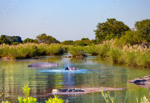 Konstfotografi A crocodile rest on the banks of the river and  A herd of hippos swiming on the