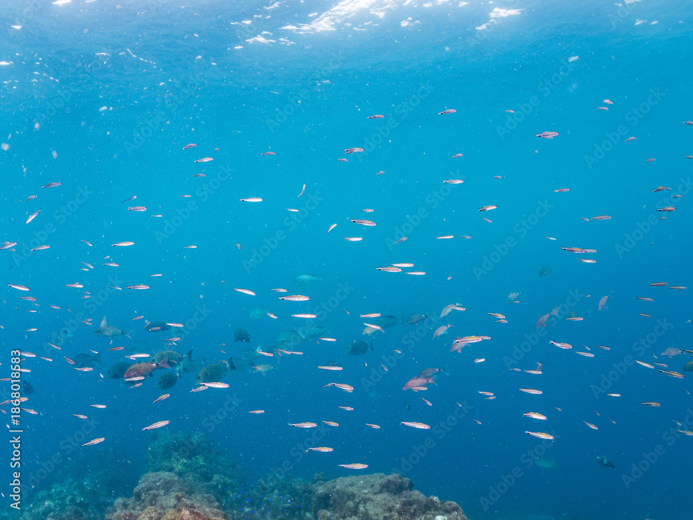 Fototapeta premium フエダイ、メジナ、イスズミ、ホウライヒメジ、チョウチョウウオ他群れ。 Blue-Spotted Sea Perch, Lutjanus stellatus, Largescale Blackfish, Girella punctata, 他。 ヒリゾ浜南伊豆町中木 静岡県伊豆半島-2025 日本有数のシュノーケリングスポット。 夏の数カ月間だけ渡し船で行ける。 水質透明度魚影が素晴らしい。