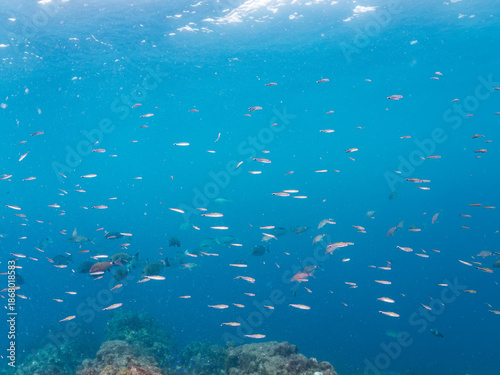 Wallpaper Mural フエダイ、メジナ、イスズミ、ホウライヒメジ、チョウチョウウオ他群れ。 Blue-Spotted Sea Perch, Lutjanus stellatus, Largescale Blackfish, Girella punctata, 他。 ヒリゾ浜南伊豆町中木 静岡県伊豆半島-2025 日本有数のシュノーケリングスポット。 夏の数カ月間だけ渡し船で行ける。 水質透明度魚影が素晴らしい。 Torontodigital.ca