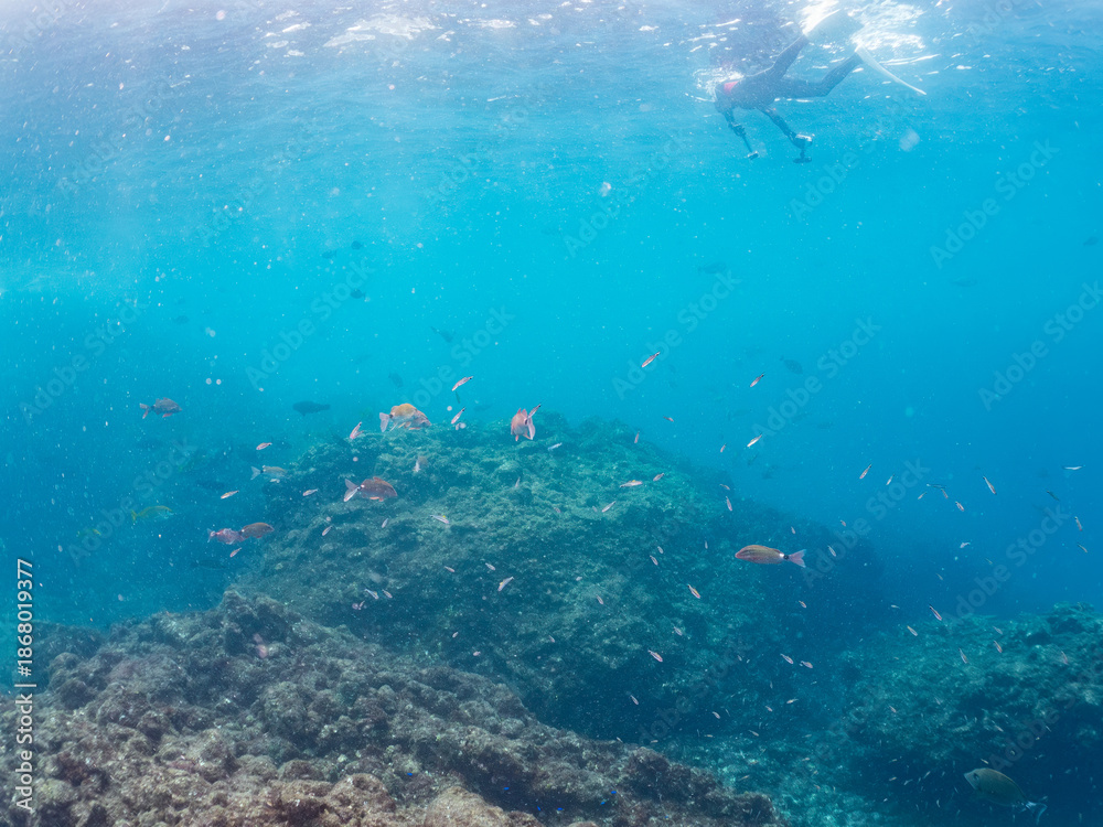 Fototapeta premium フエダイ、メジナ、イスズミ、ホウライヒメジ、チョウチョウウオ他群れ。 Blue-Spotted Sea Perch, Lutjanus stellatus, Largescale Blackfish, Girella punctata, 他。 ヒリゾ浜南伊豆町中木 静岡県伊豆半島-2025 日本有数のシュノーケリングスポット。 夏の数カ月間だけ渡し船で行ける。 水質透明度魚影が素晴らしい。