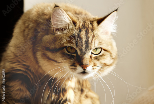 Close-up portrait of cute, furry cat,  Portrait of tabby cat, intensive staring, resentful look, angry. Beige gray colors. Making a face. Looking sad.