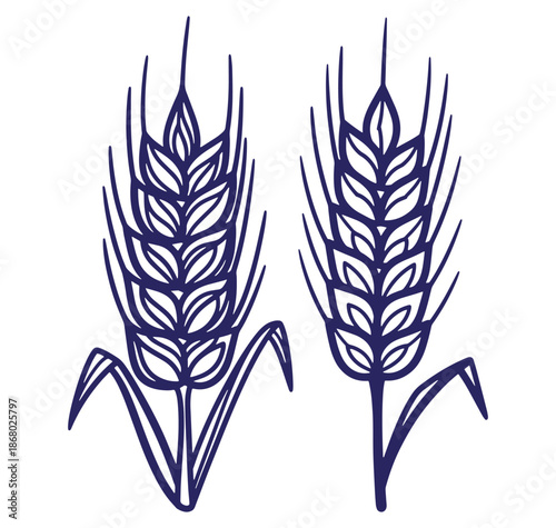Two hand drawn vector illustrations of wheat stalks isolated on a white background