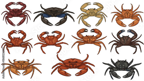 A collection of twelve crabs in various colors including red, brown, black, and beige, arranged in three rows on a white background.