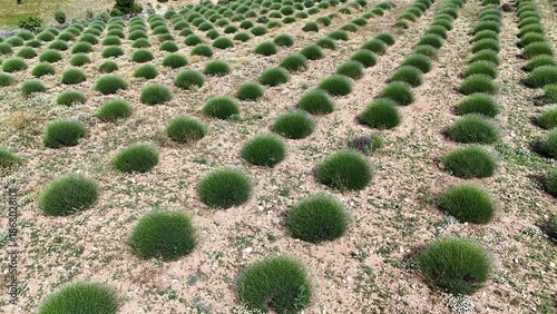 green lavender bushes, drone view .rows of plants