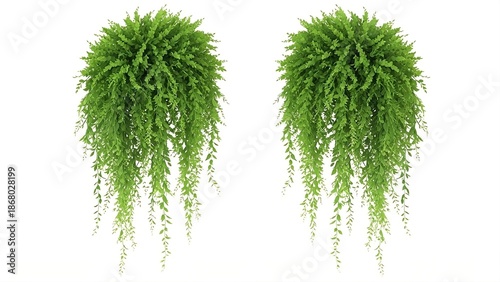 Two Hanging Fern Plants With Cascading Green Fronds On A White Background Isolated Lush Greenery With Delicate Leafy Trails