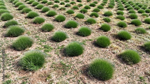 green lavender bushes, drone view .rows of plants