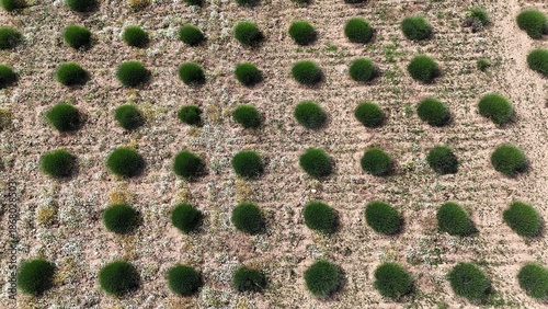 green lavender bushes, drone view .rows of plants