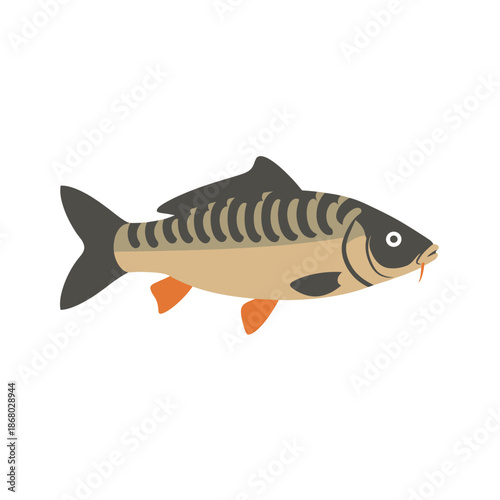 Flat vector illustration of a common carp fish isolated.