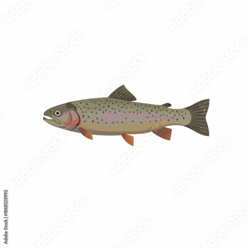 Rainbow trout fish isolated on white background aquatic animal.