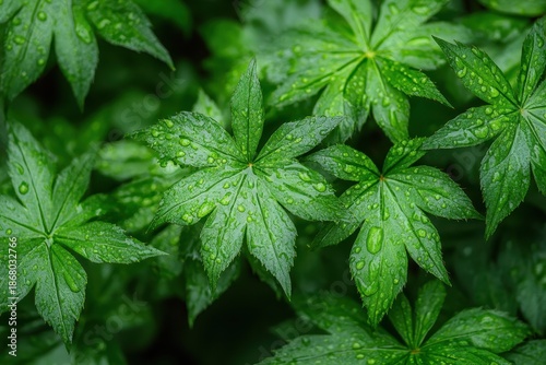 Close-up view of fresh green leaves with droplets reflecting light in a lush garden setting during a humid afternoon