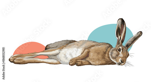 Detailed illustration of a relaxed brown hare lying stretched out on a white background with abstract coral and teal shapes.