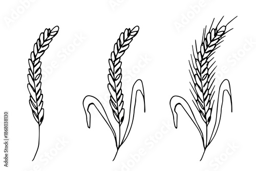 Set of hand drawn cereal wheat oat rye barley rice ears spikelet clipart Organic wheat bread agriculture farming harvest healthy food Single element for design print packaging label decor