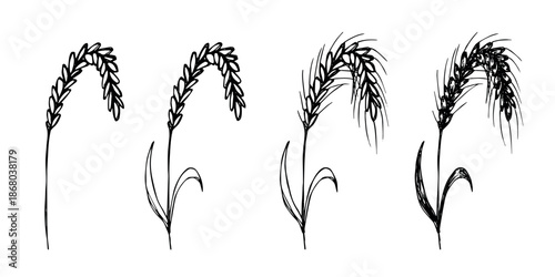 Set of hand drawn cereal wheat oat rye barley rice ears spikelet clipart Organic wheat bread agriculture farming harvest healthy food Single element for design print packaging label decor