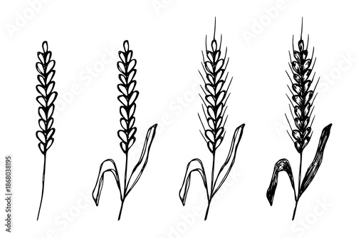 Set of hand drawn cereal wheat oat rye barley rice ears spikelet clipart Organic wheat bread agriculture farming harvest healthy food Single element for design print packaging label decor