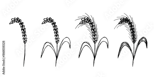 Set of hand drawn cereal wheat oat rye barley rice ears spikelet clipart Organic wheat bread agriculture farming harvest healthy food Single element for design print packaging label decor