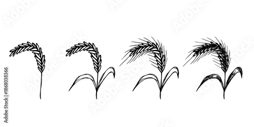 Set of hand drawn cereal wheat oat rye barley rice ears spikelet clipart Organic wheat bread agriculture farming harvest healthy food Single element for design print packaging label decor