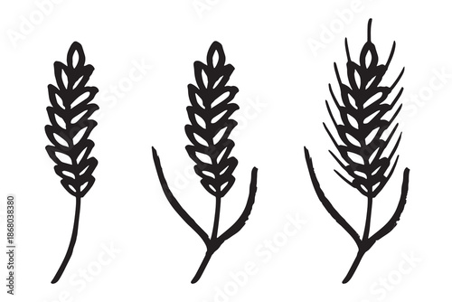 Set of hand drawn cereal wheat oat rye barley rice ears spikelet clipart Organic wheat bread agriculture farming harvest healthy food Single element for design print packaging label decor