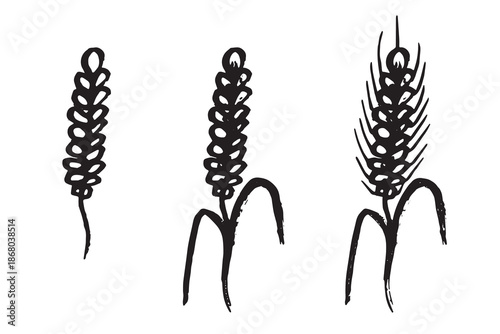 Set of hand drawn cereal wheat oat rye barley rice ears spikelet clipart Organic wheat bread agriculture farming harvest healthy food Single element for design print packaging label decor