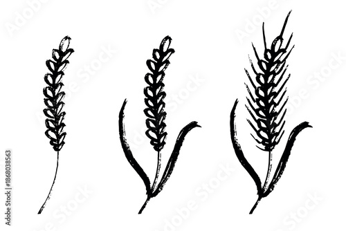 Set of hand drawn cereal wheat oat rye barley rice ears spikelet clipart Organic wheat bread agriculture farming harvest healthy food Single element for design print packaging label decor