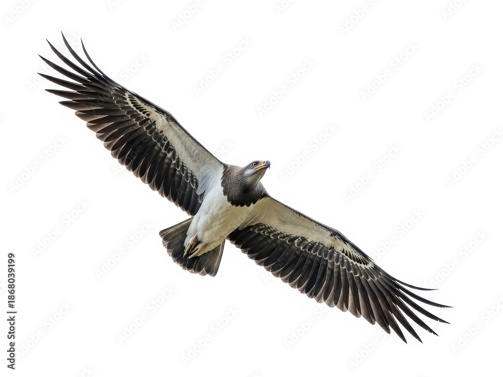 Obraz premium Bird soaring in the sky with wings spread wide against a clear background