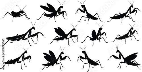 Praying mantis silhouette, insect vector, black icon, wing pose, alert stance, graphic, illustration, nature, biology, entomology, predatorPraying mantis silhouette, insect vector, black icon