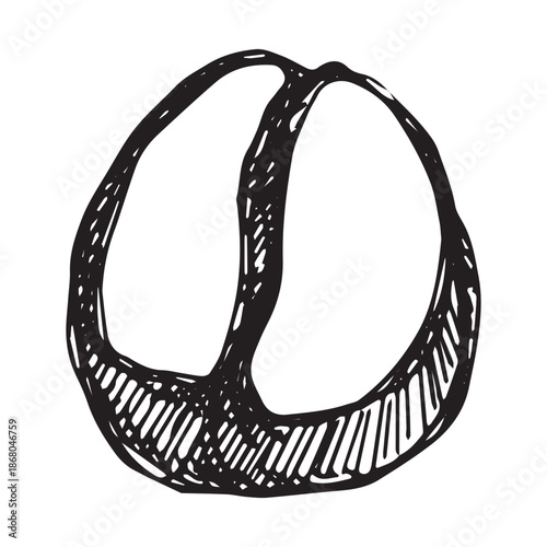 Hand drawn fresh roasted coffee bean Arabica robusta seed doodle Single element for print, web, design, decor