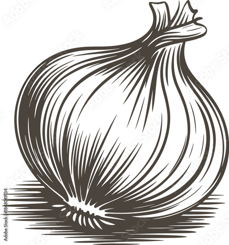 Detailed onion vegetable illustration in black and white vector drawing of fresh organic produce for healthy eating and cooking ingredient culinary arts nutrition food preparation vegetarian diet reci