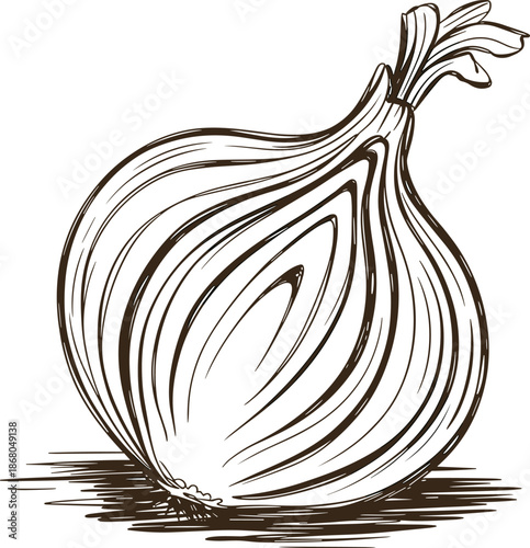 Detailed line art illustration of a whole onion vegetable in a sketch style drawing organic food ingredient for healthy eating recipes and culinary arts educational material for food blogs and cooking