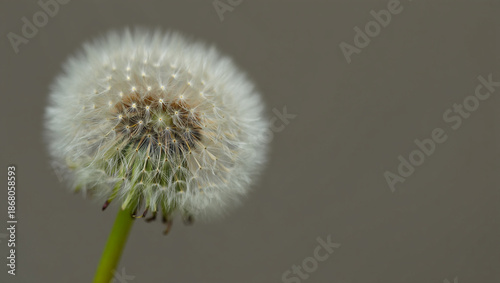 Closeup macro view of a delicate white dandelion seed head with wispy parachutes on a muted gray background
