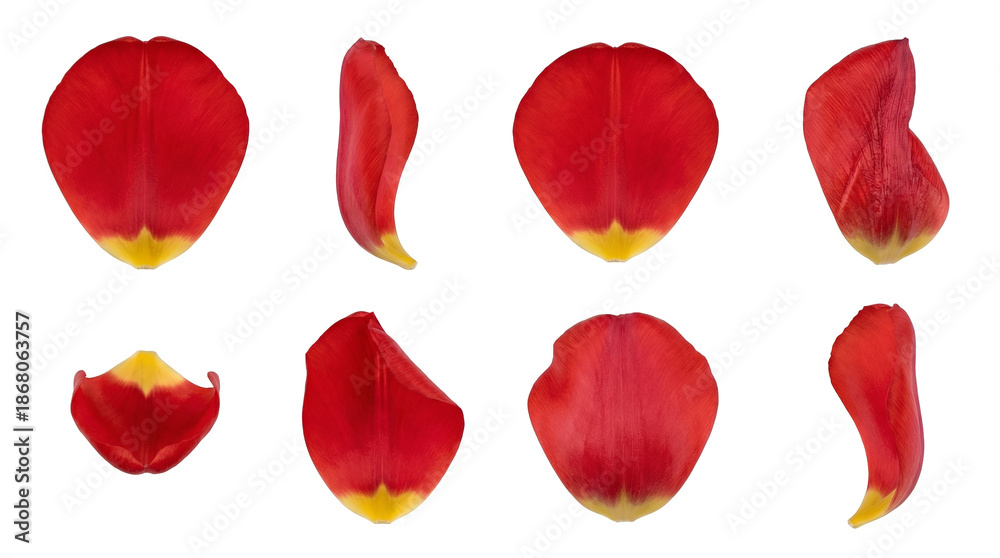 Fototapeta premium Red tulip petal set including curved, flat, and side view variants isolated. Floral design elements for spring and wedding themes.