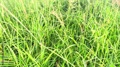 A close-up view of lush green meadows swaying in the wind.