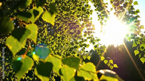 Sun shining through green leaves on tree branches with natural light