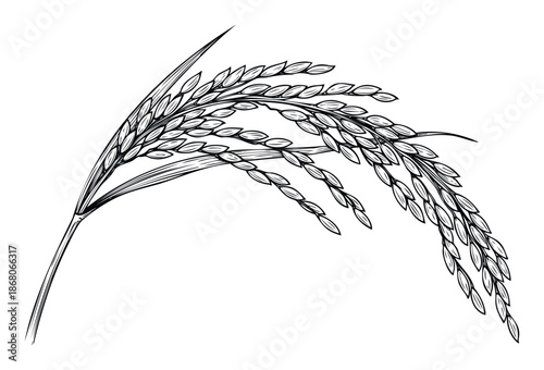Classic engraved style drawing of mature rice stalks with full grains, ideal for food packaging, agricultural branding, or traditional culinary themes.