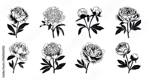 Elegant monochrome peony flower collection perfect for print media decoration wedding invitations romantic greeting cards sophisticated fabric textile prints and botanical themed graphic