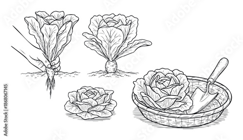 Line art depicting a hand harvesting a root vegetable, a growing plant, and fresh cabbage in a basket with a trowel, suitable for farm and healthy food themes.