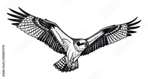 Dynamic black and white engraving of an osprey bird soaring with its wings fully extended, perfect for educational content, nature documentaries, and wildlife conservation designs.