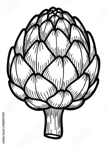 Detailed botanical sketch of a fresh artichoke blossom ready for cooking instructions menu designs or organic food store branding materials