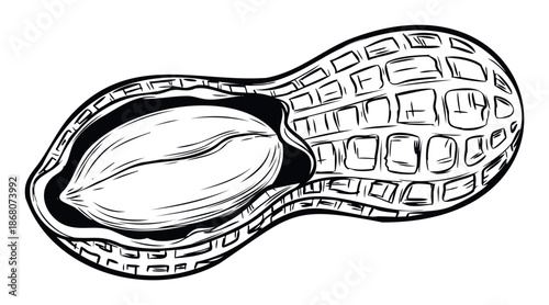 Stylized graphic depiction of a delicious peanut in its cracked shell revealing the edible kernel, perfect for food packaging, snack promotions, or healthy eating awareness campaigns.