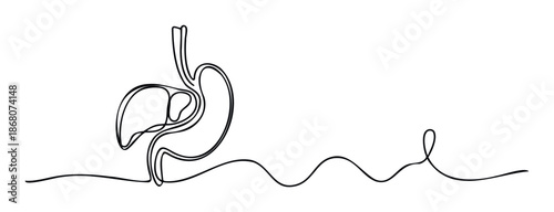 Continuous line drawing of human liver, stomach, and esophagus representing digestive health and wellness for medical education materials or healthcare branding