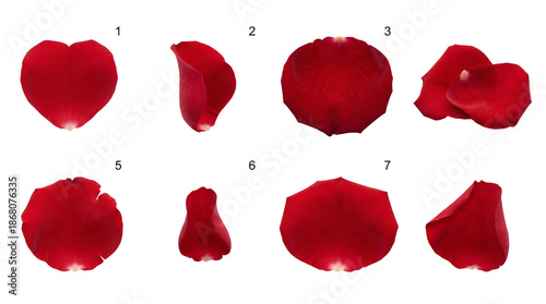 Red rose petal set including various shapes, curls, and sizes isolated. Floral collection for romantic decoration and celebration.