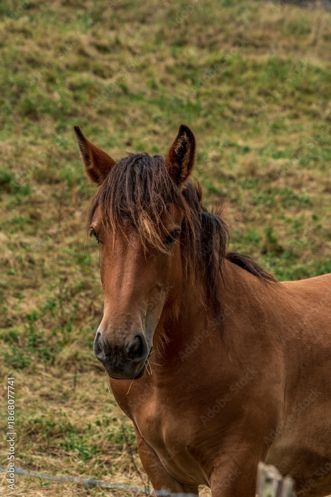 Fototapeta premium Brown Horse Portrait in Rural Field with Green Grass Background