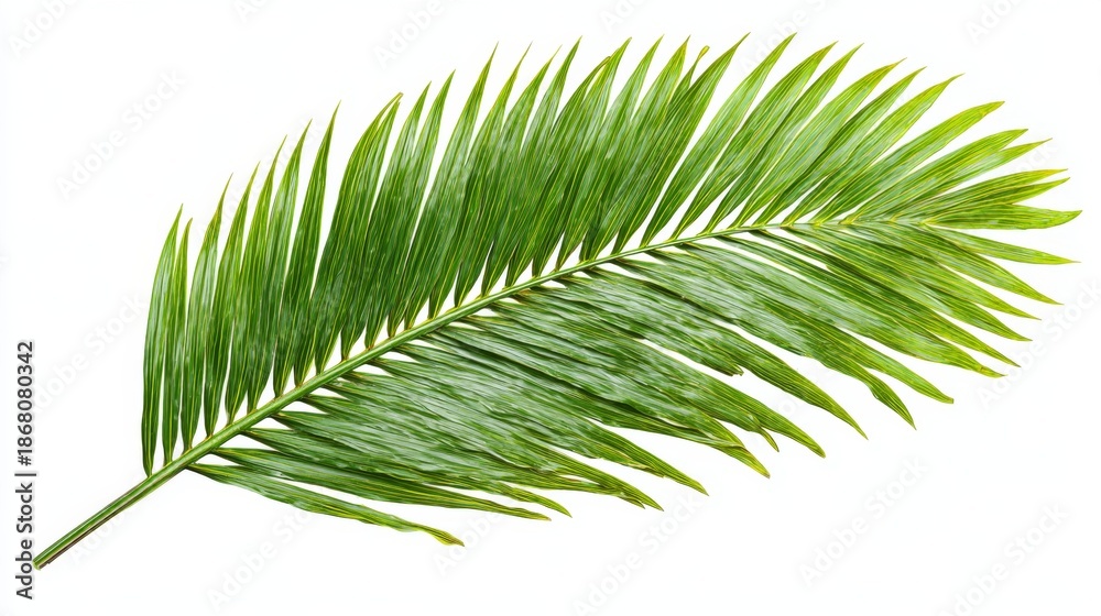 Obraz premium Green palm leaf with vibrant foliage brings a touch of nature to your designs. Ideal for tropical themes and summer vibes. Use it to create calm atmospheres. Generative AI