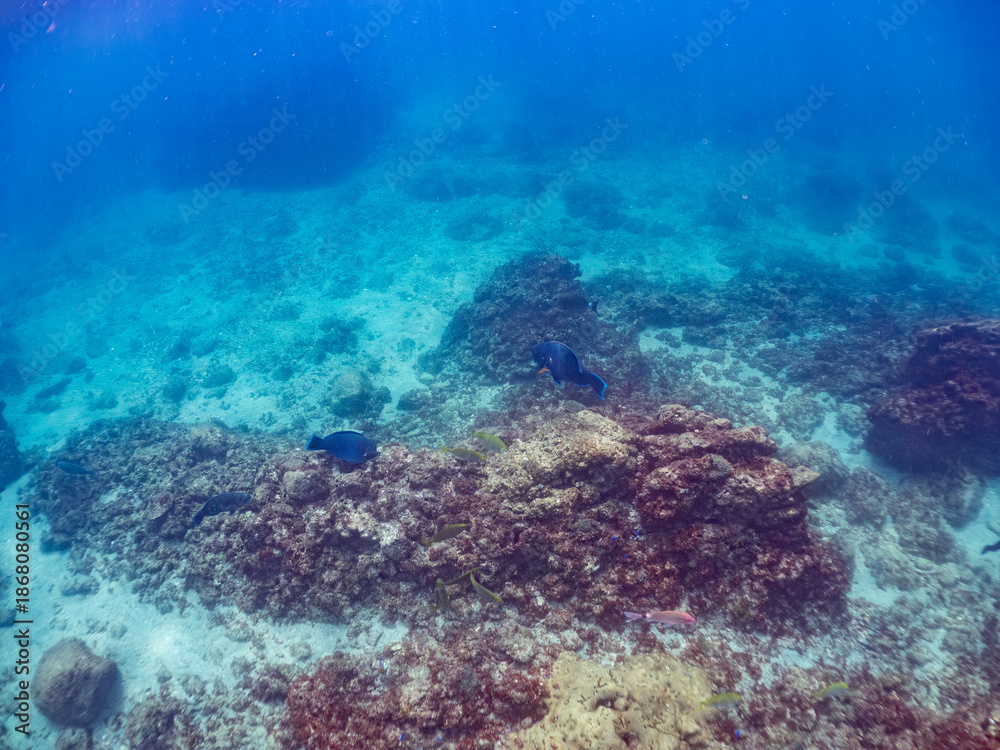 Fototapeta premium アオブダイ, Knobsnout Parrotfish, Scarus ovifrons, ブダイ科, 他。 ヒリゾ浜南伊豆町中木 静岡県伊豆半島-2025 日本有数のシュノーケリングスポット。 夏の数カ月間だけ渡し船で行ける。 水質透明度魚影が素晴らしい。 