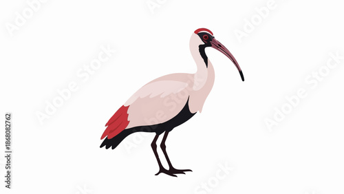 A light-pink ibis with red wingtips and a long, curved beak stands on white