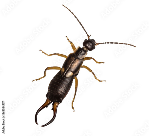 earwig beetle, isolated, close-up, no background for an insect and wildlife project. material for design and collage.
