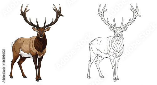 Majestic Red Deer Male Standing With Impressive Antlers and Rich Brown Coat Drawing