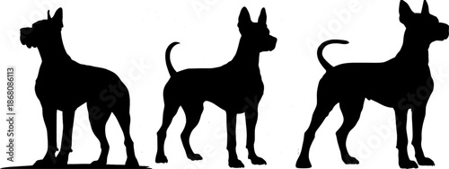 Set of dog silhouettes with athletic build and erect ears. Vector illustration of short-haired dog breeds in standing poses. Canine profile icons isolated on white background for pet care and veterina