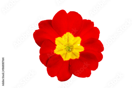 Primrose primula flowers is...